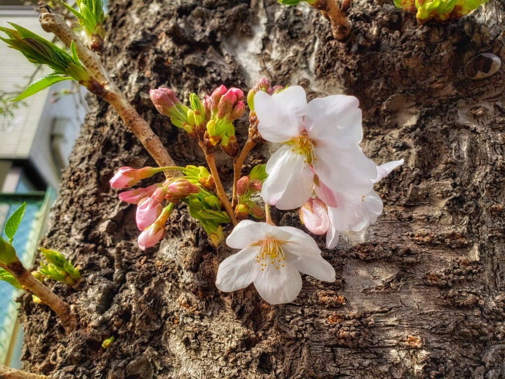 ソメイヨシノの花が咲いていた