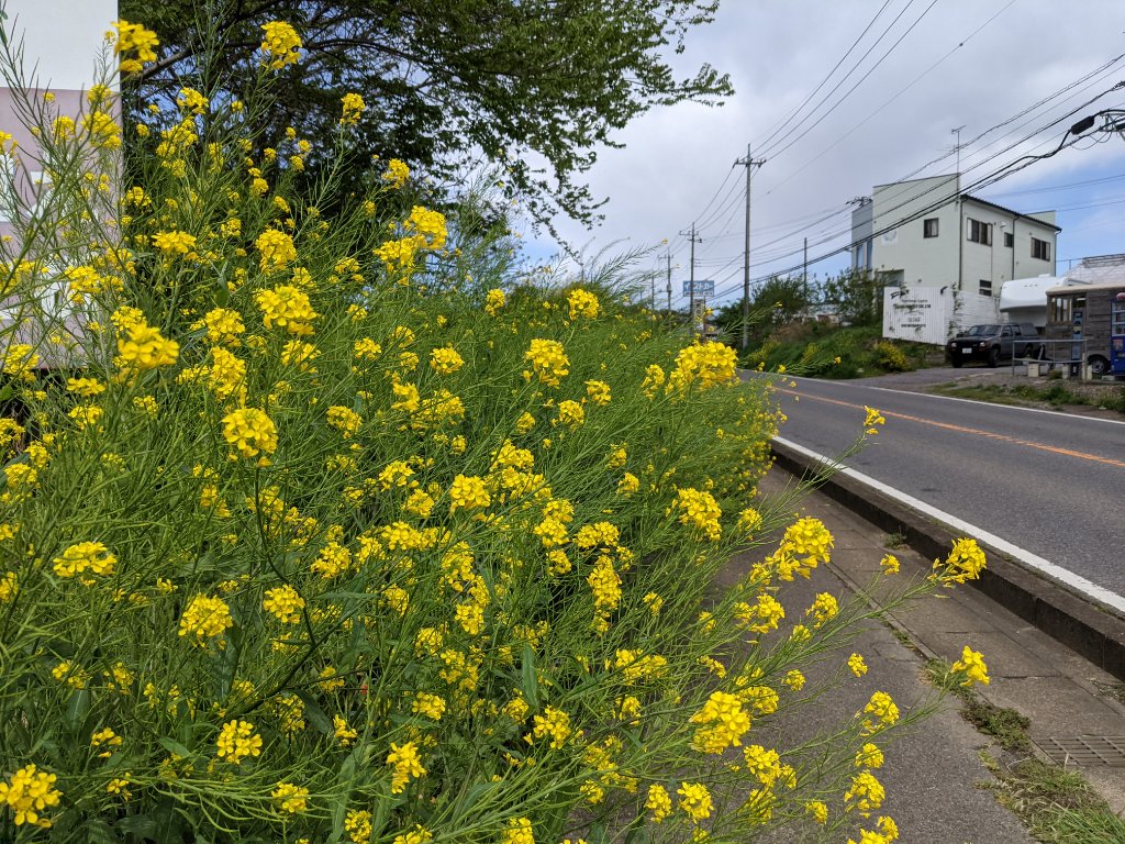 道端に咲いていた黄色い花